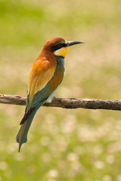 Kleiner Vogel mit einem schönen Gefieder