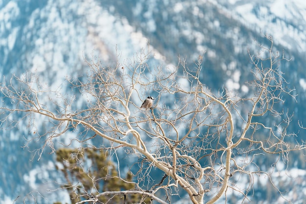 Kleiner Vogel thront im Winter auf Ast