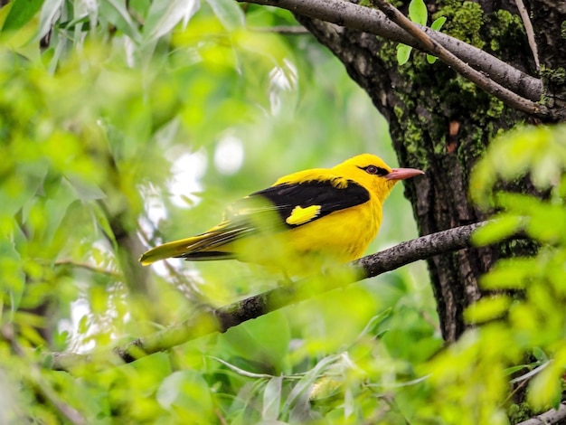 Kleiner Vogel zwischen Pflanzen, der auf einem Ast ruht