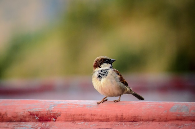 Kleiner Vogel