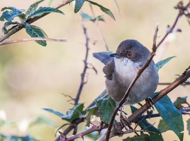 kleiner Vogel