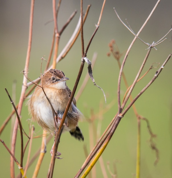 Foto kleiner vogel