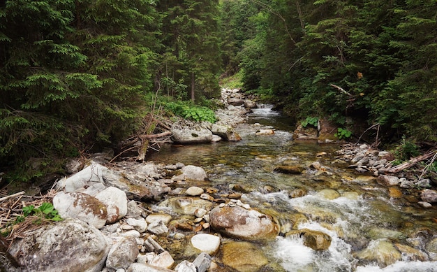 Kleiner Waldbach, der über Felsen fließt, grüne Bäume auf beiden Seiten