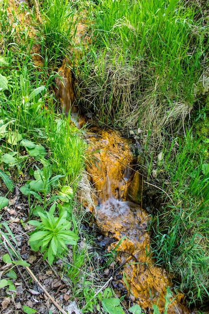 Kleiner Wasserfall im grünen Wald