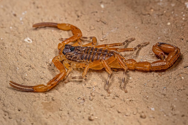 Kleiner weiblicher brasilianischer gelber Skorpion