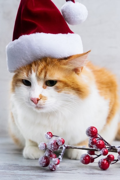 Kleiner Weihnachtsmann-Helfer - rote Katze in Weihnachtsmütze aus nächster Nähe