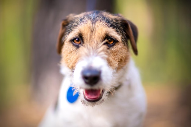 Kleiner weißbrauner Haushund im Freien