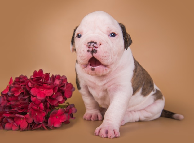 Kleiner weißer amerikanischer Bulldoggenwelpe und Blumen