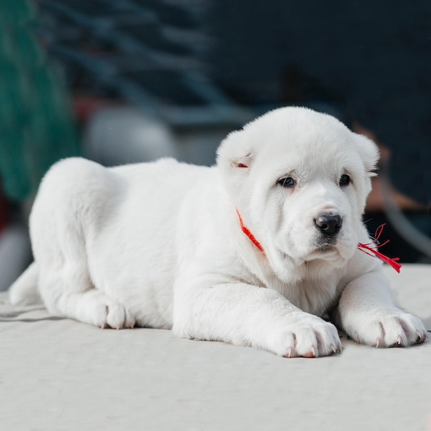 kleiner weißer hund alabai