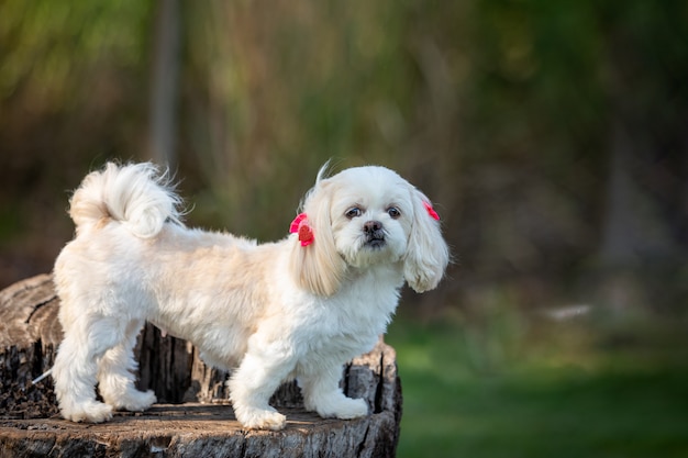 Kleiner weißer Hund, der einen Kopfschmuck trägt