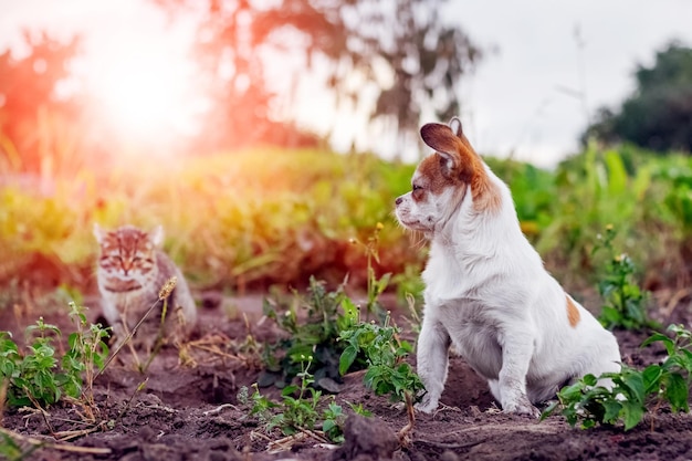 Kleiner weißer Hund sitzt im Garten neben einem kleinen gestreiften Kätzchen Hund und Katze sind Freunde