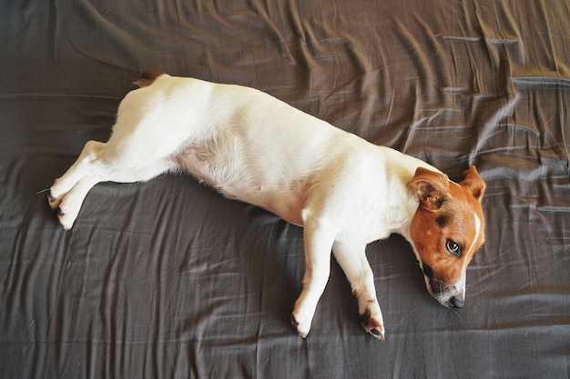 Kleiner weißer Jack Russell Terrier liegt auf der Seite im Bett mit dunklen Laken, Augen offen, Foto von oben..