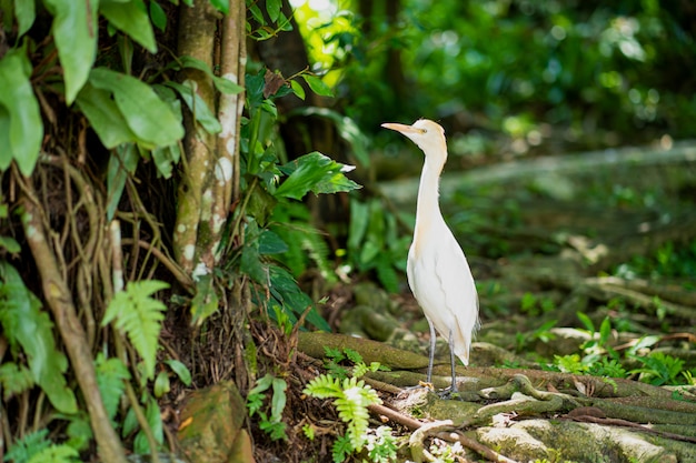 Kleiner weißer Reiher mit gelbem Kopf in einem grünen Park. Vögel beobachten