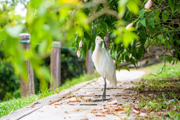 Kleiner weißer Reiher mit gelbem Kopf in einem grünen Park. Vögel beobachten