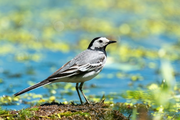 Kleiner weißer Vogel Weiße Bachstelze im Wasser