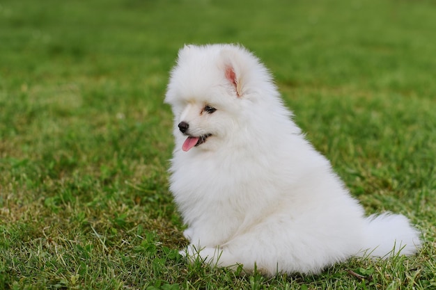 Kleiner weißer Welpe draußen im Park. Nahansicht. Pomsky-Hündchen. Entzückender kleiner Husky-Hund