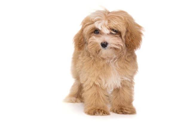 Kleiner Welpen-Maltipoo