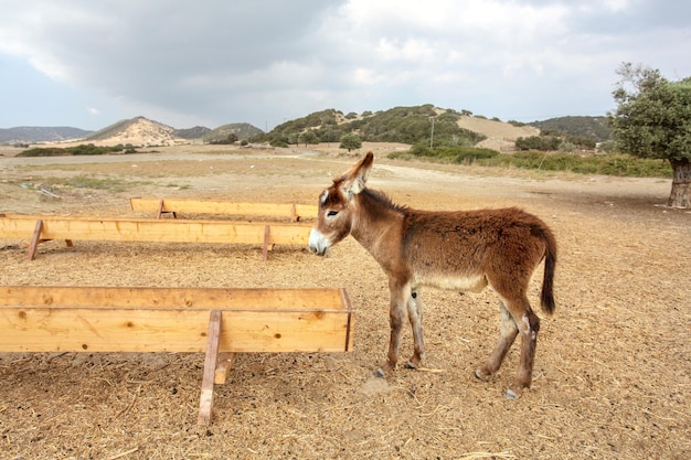 Kleiner wilder Esel in der Nähe von Futter-/Wasserkanal. In der Region Karpass in Nordzypern streifen Tiere frei umher