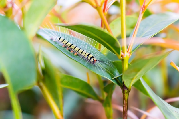 Kleiner Wurm auf grünem Blatt.