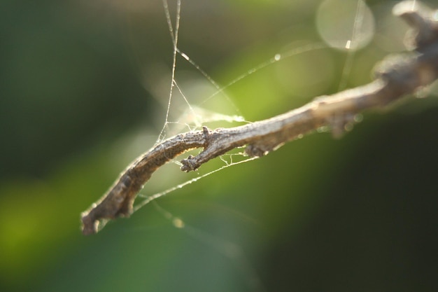 Kleiner Zweig mit Spinnennetz