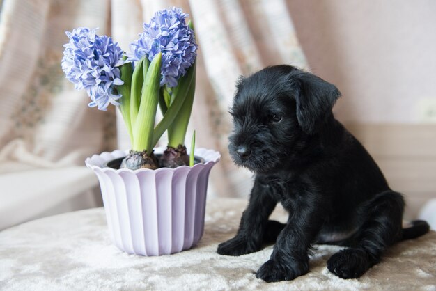 Kleiner Zwergschnauzer Hündchen mit blauen Hyazinthenblumen