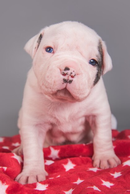 Kleines amerikanisches Bulldoggenhündchen sitzt auf Rot mit weißen Sternen.