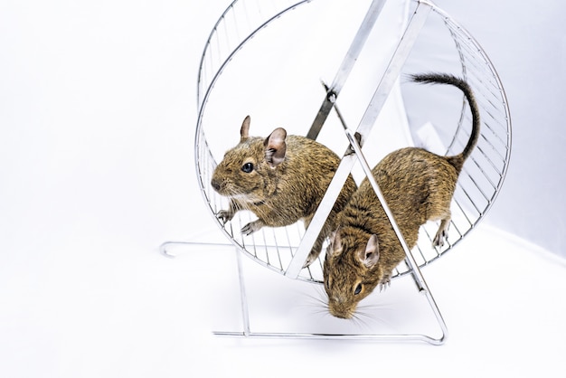 Kleines australisches Haustier Degu.