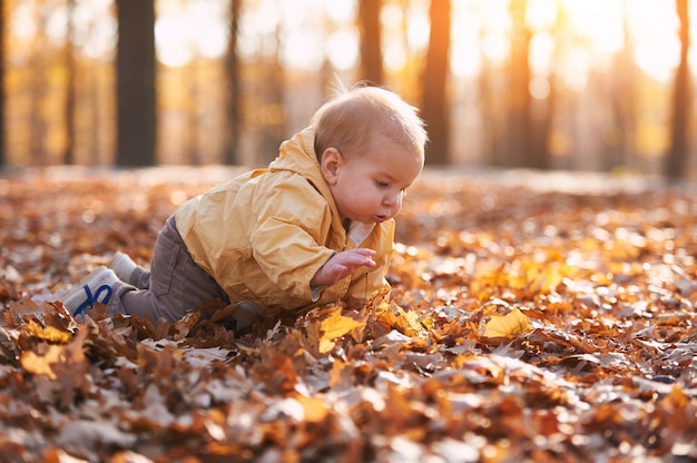 Kleines Baby, das unter den gefallenen Blättern im Herbstpark am sonnigen Tag kriecht