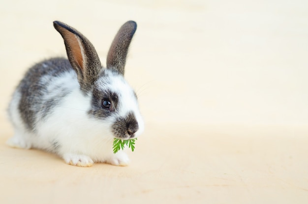 Kleines Babykaninchen, das Salat isst