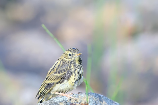 Kleines Bachstelze-Vogelküken, Wildvogel, der auf einem Stein sitzt