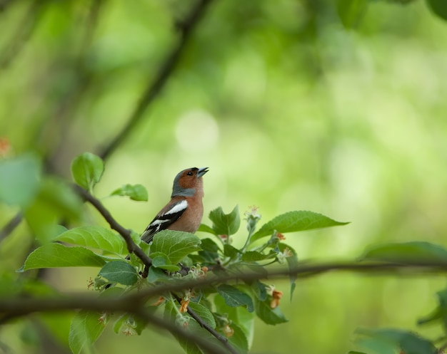 Kleines Birdie auf einem Ast, umgeben von Laub