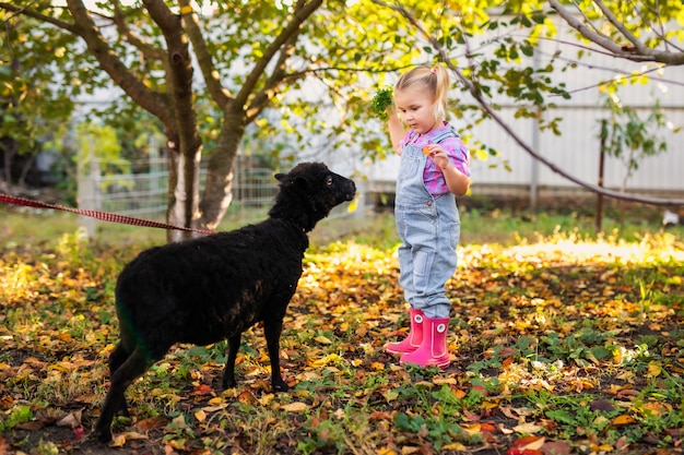 Kleines blondes Kleinkindmädchen mit zwei Borten, die inländische schwarze Schafe spielen und einziehen