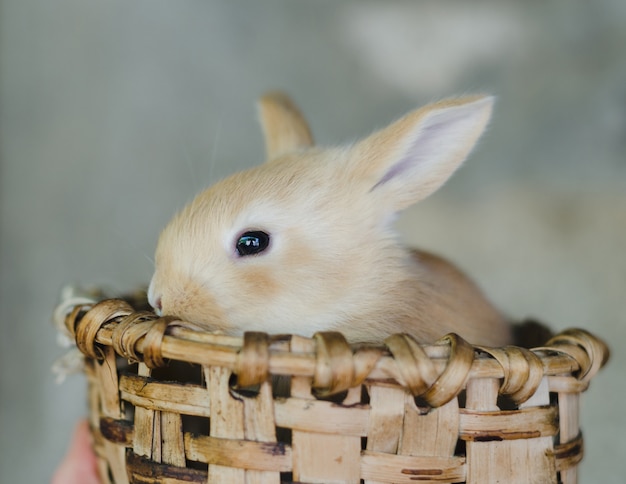 Kleines bonbonfarbenes Kaninchen im Holzkorb