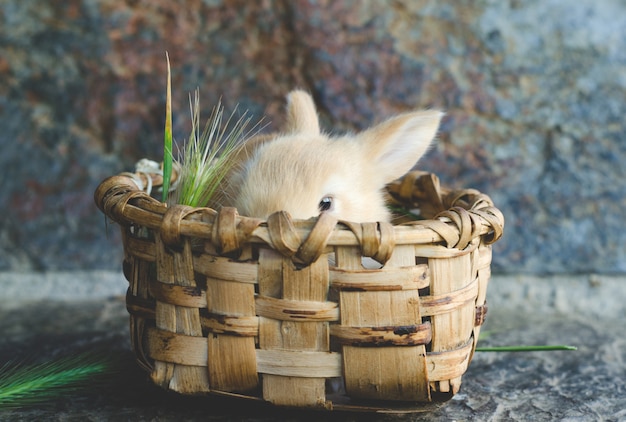 Foto kleines bonbonfarbenes kaninchen im holzkorb