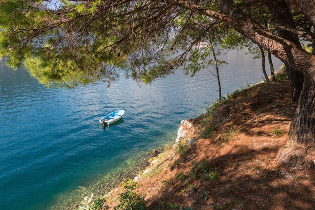 Kleines Boot auf einem tiefblauen Meerwasser unter Pinie in Perast Montenegro