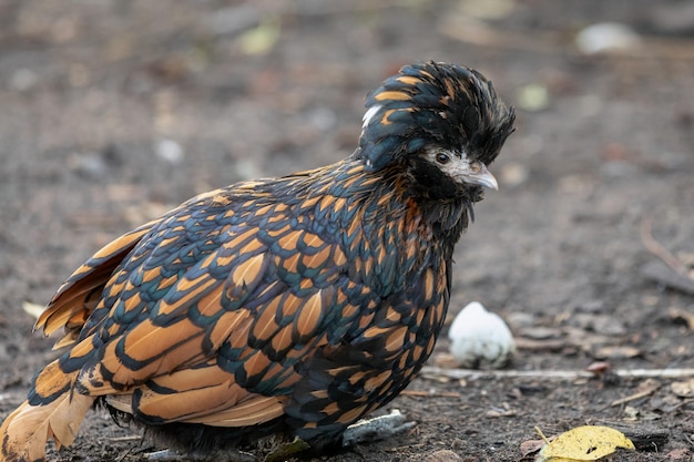 Kleines braun gesprenkeltes Huhn mit großem Kamm