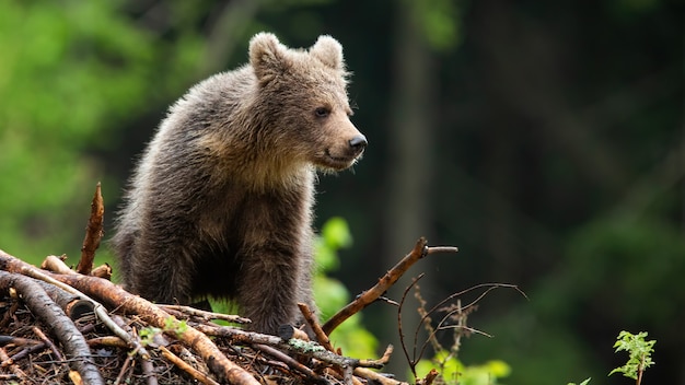 Kleines Braunbärenjunges, das auf Stöcken im Sommerwald steht