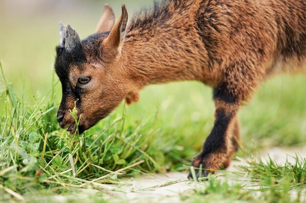 Kleines braunes Ziegenkind (Holland Pygmy Breed), das Gras frisst, Ansicht von der Seite