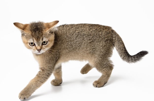 Kleines britisches gerades Kätzchen läuft auf einer weißen Oberfläche, niedliche Katze