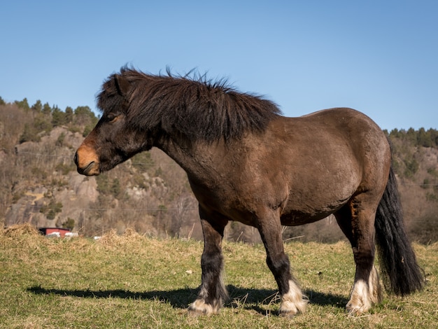 Kleines Brown-Pony, das alleine auf einem Feld im Vorfrühling steht