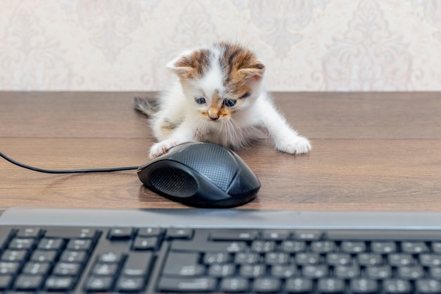 Kleines charmantes Kätzchen im Büro in der Nähe der Computermaus und -tastatur Das Kätzchen erkundet den Computer