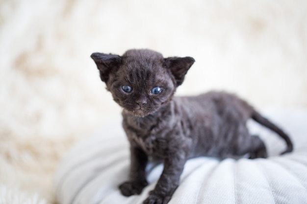 kleines Devonrex-Kätzchen steht auf einem Kissen