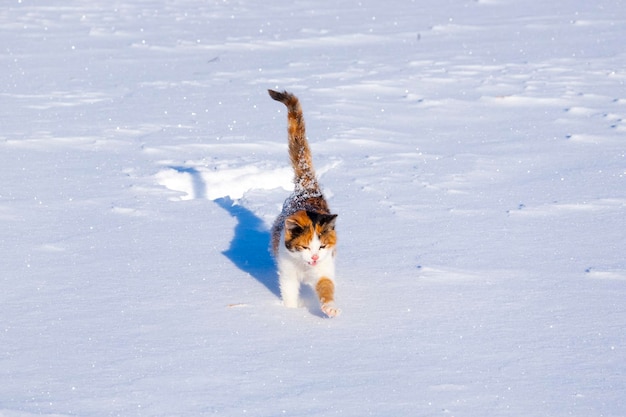 Kleines dreifarbiges Kätzchen ist im Tiefschnee