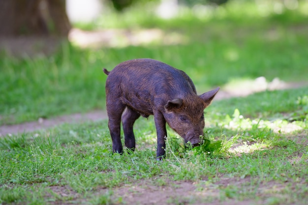 Kleines dunkles Schwein. Nettes kleines schwarzes Schwein geht auf einer Pfütze spazieren, frisst Gras, Liebe zur Natur, Vega. Dunkles Schwein