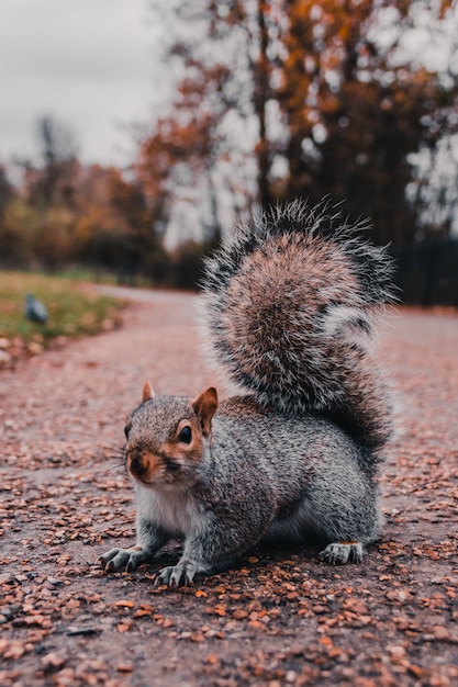 Kleines Eichhörnchen, das in einem Park sitzt