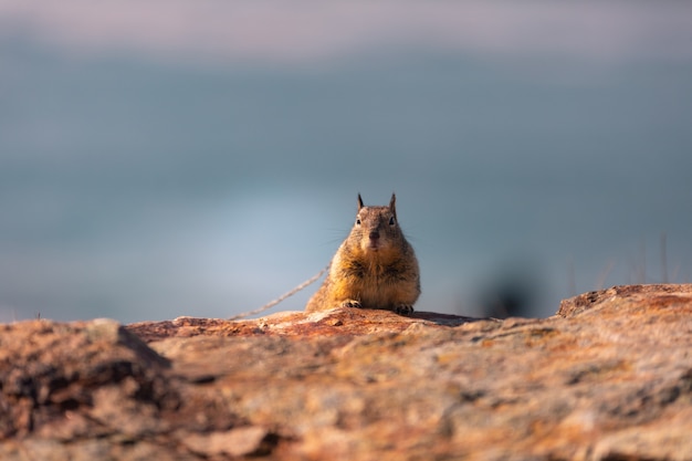 Kleines Eichhörnchen in der Küste von Kalifornien