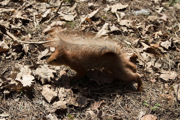 Kleines Eichhörnchen in trockenen Blättern im Wald