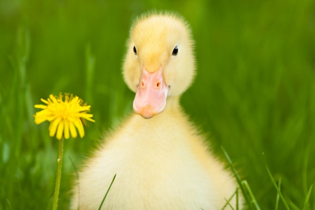 Kleines Entlein im grünen Gras