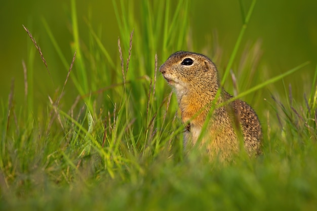 Kleines europäisches Grundeichhörnchen, das im Sommer im Gras sitzt.