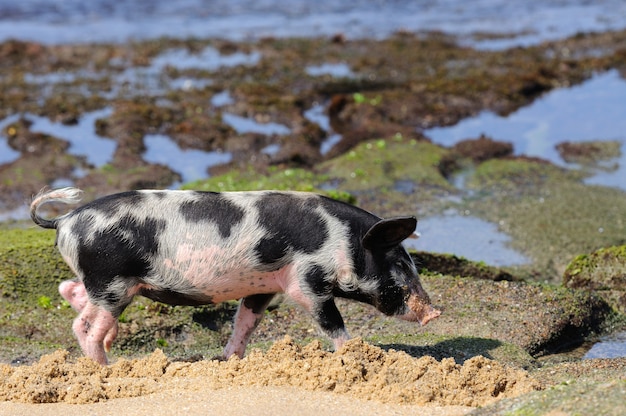 Kleines Ferkel am Ozeanstrand